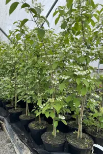 Viburnum plicatum Kilimandjaro Extra Large 2-3ft Supplied in a 3 Litre Pot