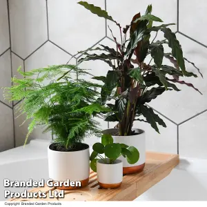 Houseplant Bathroom Collection - 3 Plants