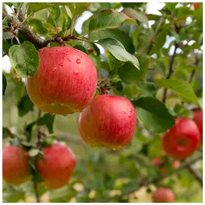 'Beauty Of Bath' Apple Tree 4-5ft Ready to Fruit Mild,Sharp & Sweet Tasting 3FATPIGS