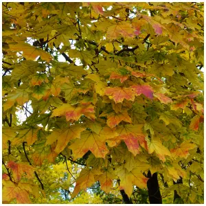 3 Norway Maple Trees, 40-60cm Acer platanoides Hedging,Stunning Autumn Colours 3FATPIGS