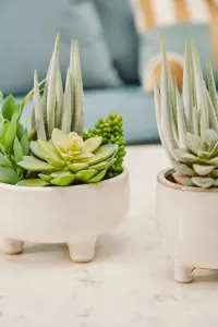 Fiori Mixed Succulents In Large Ceramic Pot Artificial Plant Foliage