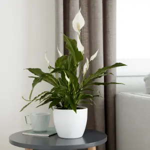 Verve Peace lily in Terracotta Plastic Grow pot 21cm