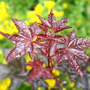 Acer Crimson King Tree - Rich Burgundy Foliage, Compact Size, Hardy (5-6ft)