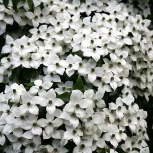 Chinese Dogwood Shrub Plant Cornus Kousa Var. Chinensis 2L Pot