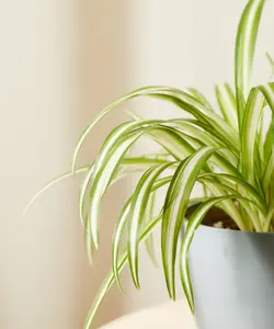 Spider Plant in 12cm Pot - Chlorophytum comosum - Indoor Air Purify Plant