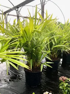 Direct Plants Trachycarpus Fortunei Fan Palm Tree 60-80cm Plant in a 10 Litre Pot