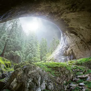 Cave in the Forest Mural - 384x260cm - 5078-8