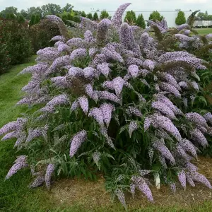 Grand Cascade Butterfly Bush Shrub Plant Buddleja Davidii 2L Pot