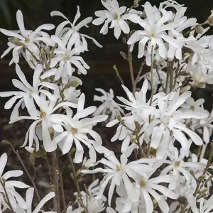 White Magnolia stellata 'Star Magnolia' Flowering Shrub in a 3L Pot