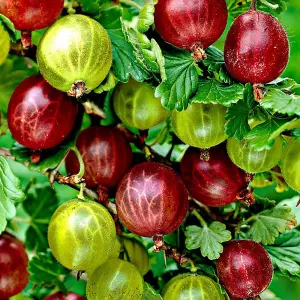 Ribes uva-crispa Hinnonmaki Red - Gooseberry Fruits, Hardy Fruit Plant (20-30cm Height Including Pot)