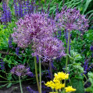 100 x Mixed Allium Bulbs 7 Different Varieties - Plant Now in Autumn for Spring Flowering