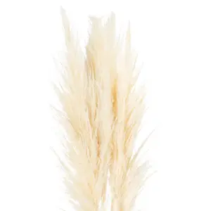 UK Homeliving Cream Pampas Grass Stem