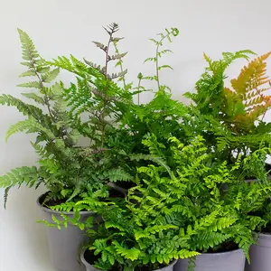 6 x Garden Fern Mix in 13cm Pots