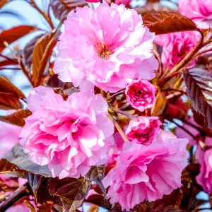 Prunus Royal Burgundy Tree - Deep Purple Foliage, Ornamental, Stunning Double Flowers (5-6ft)