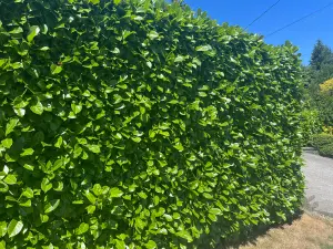 10 Cherry Laurel Fast Growing Evergreen Hedging Plants 20-30cm Tall Potted