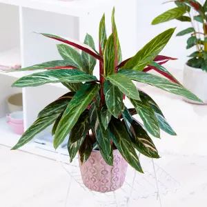 Calathea Magicstar - Striking Foliage, Indoor Houseplant (12cm, 30-40cm)