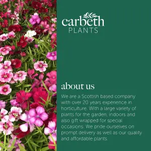 6 x Dianthus Carnation Festival Mixed Pack - Colourful Flowers - Bedding Plants - Ideal for Pots, Containers & Beds in UK Gardens