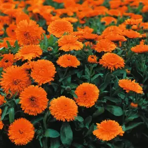 Calendula Candyman Orange 1 Packet (100 Seeds)