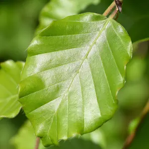 Beech Pleached Tree  with 100cm Stem and 12cm Girth