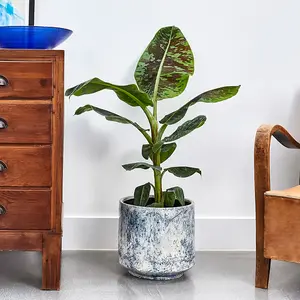 2 x Musa Acuminata Banana Plants - 15-20cm High inc Pot - Mini Indoor Plants