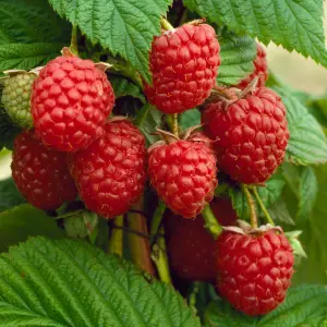 Gardeners Dream Raspberry Autumn Bliss (9cm)