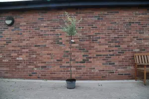 Mature Fruit Tree - Weeping Silver Pear