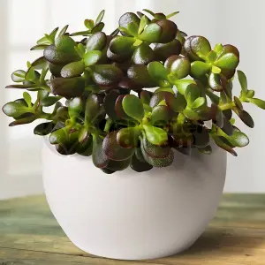 Crassula Ovata 'Jade Plant' - Lush Green Foliage, Ideal for Office & Home, Low Maintenance (10-20cm)