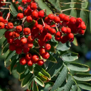 Sorbus Chinese Lace Tree - Green Lace-Like Foliage, Red Berries, Mountain Ash, Hardy (5-6ft)