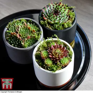 Mixed Succulent Houseplants - 10 Potted Plants