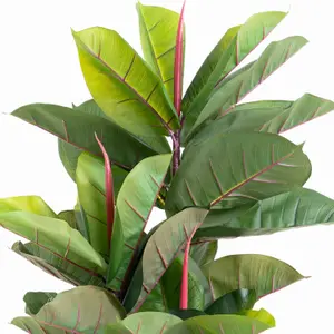 Blooming Artificial - 105cm / 3.5ft Faux Rubber Tree