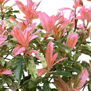 Photinia Pink Crispy Garden Shrub - Colorful Foliage, Compact Size (15-25cm Height Including Pot)