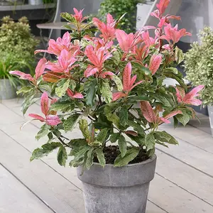 Pink Crispy Photinia Outdoor Shrub Plant Photinia Serratifolia 2L Pot