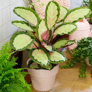 Calathea Picturata - Exotic Foliage, Indoor Houseplant (12cm, 30-40cm)