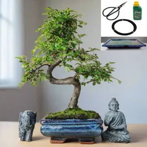 Chinese Elm in 15cm Pot Inc: Drip Tray & Bonsai Tree Starter Kit