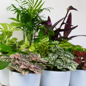 House Plants Indoor - Mix of 9 Real House Plants in 9cm Growers Pots