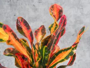 Codiaeum Mammi in 12cm Pot - Joseph's Coat - Multicoloured Indoor Plant