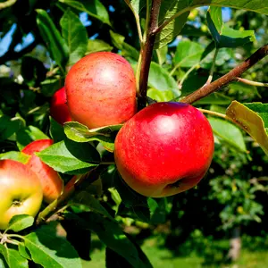 Dwarf Patio Discovery Apple Tree, Ready to Fruit, Crisp,Juicy, Strawberry Taste 3FATPIGS