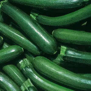 Courgette Defender F1 Hybrid 1 Seed Packet (12 Seeds)