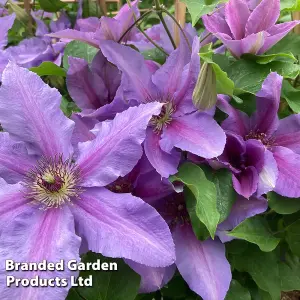 Large Flowering Clematis Tumaini Evigsy - 3 Litre Potted Plant x 1