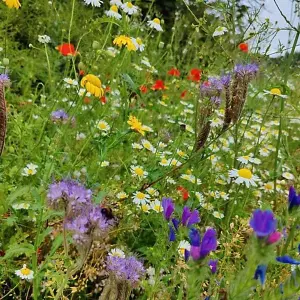 UK Native Wild Flower Seeds Mix 100g (50m²)