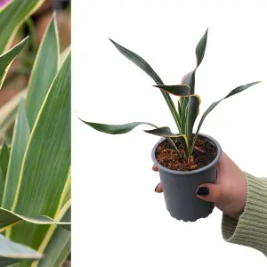 1 x Yucca gloriosa 'Variegata' in 9cm Pot - Amazing Two Tone Foliage