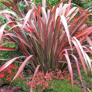 Phormium Evening Glow Garden Plant - Vibrant Red and Pink Foliage, Compact Size, Hardy (15-30cm Height Including Pot)