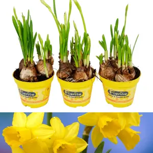 Narcissus Tete a Tete - 3 x 9cm Pots of Growing Bulbs For Colour Through Winter