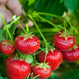 Strawberry Korona Bare Root - Grow Your Own Bareroot, Fresh Fruit Plants, Ideal for UK Gardens (10 Pack)