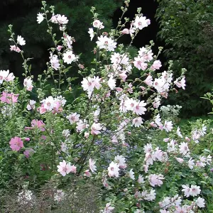 Lavatera Barnsley Garden Plant - Pinkish-White Blooms, Compact Size (25-35cm, 3 Plants)