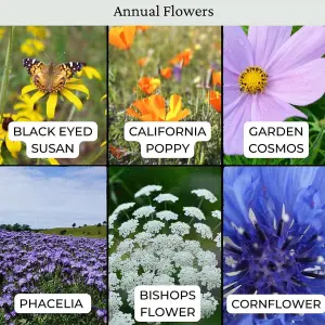 The Bees Knees Wildflower Seeds 50g (25m²)