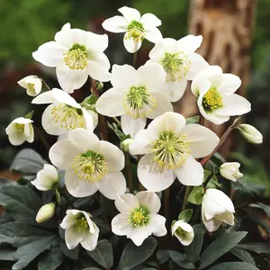 Helleborus Christmas Carol Hellebore Christmas Rose 3 Plants in 12cm Pots