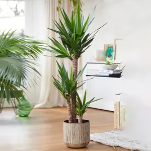 Spineless Yucca - Striking and Low-Maintenance Indoor Plant for Interior Spaces (140-160cm Height Including Pot)