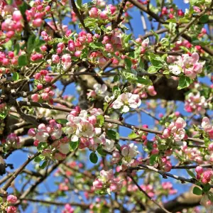 Hedge Crab Apple (Malus sylvestris) 1 Bare Root Plant