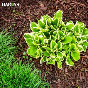 Hardys 75L Organic Wood Bark Mulch - Spruce Chippings, Ideal for Ground Cover, Landscaping, Top Dressing, Root Insulation